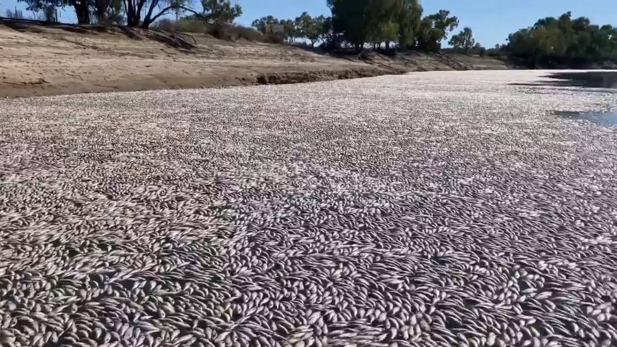 Millionen tote Fische treiben auf Fluss in Australien